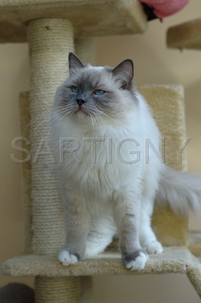 RAGDOLLS 022.jpg